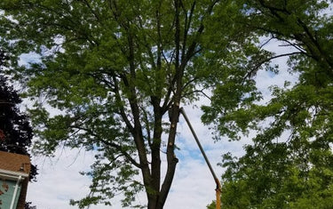 Florida Palm Tree Laws:Why You Need a Pole Saw&Permit to Avoid Fines