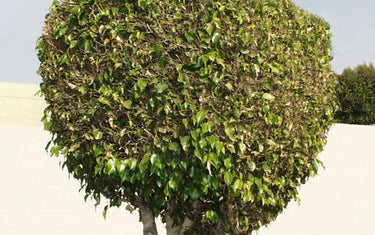 Why"Lazy Pruning=Hidden Danger"?From Pedestrian Injuries to Traffic Hazards