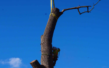 Pest Season Alert!How Pole Saw Pruning Can Save Your Trees