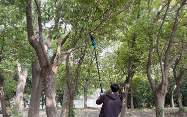 Cordless Electric Pole Saw: Trim High Tree Branches Safely Without a Ladder