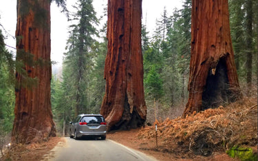 Pole Saw: Safe & Legal Redwood Pruning Guide in California