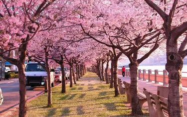 Electric Pruning Shears: Complete Spring Pruning Guide for Cherry Blossom Trees