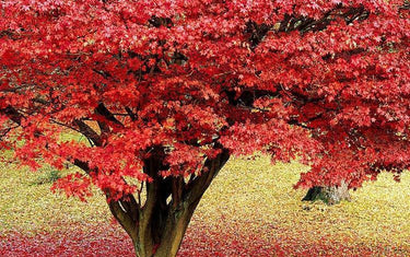 Japanese Maple Care: Avoid These 3 Mistakes That Can Kill Your Tree in 3 Years