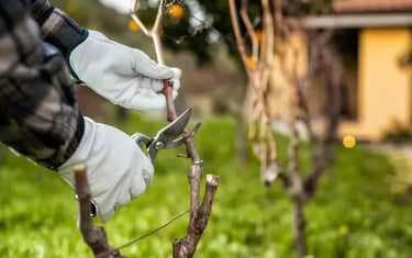 [Gardening 101] Why Trees Need Year-Round Pruning? Quality Shears = Longer Life + Fewer Diseases