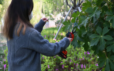DIY Indoor Plant Styling:Shape Your Fiddle Leaf Fig with Electric Pruners