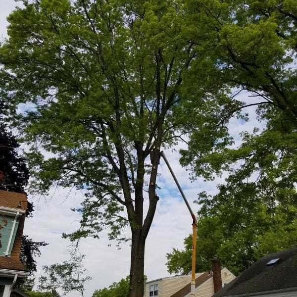Florida Palm Tree Laws:Why You Need a Pole Saw&Permit to Avoid Fines