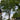 Florida Palm Tree Laws:Why You Need a Pole Saw&Permit to Avoid Fines