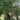 Pole Saw for tree timming