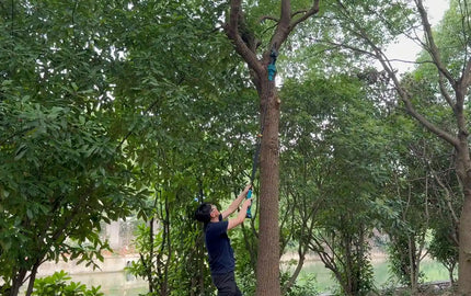 Pole Saw for tree timming