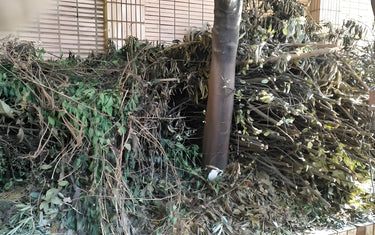 Using electric pruning shears for trees healthy guide