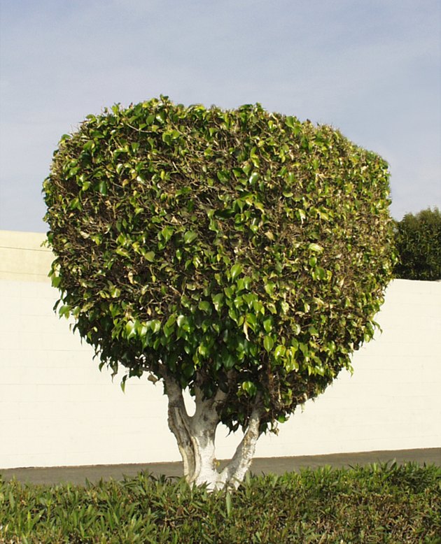 Why"Lazy Pruning=Hidden Danger"?From Pedestrian Injuries to Traffic Hazards