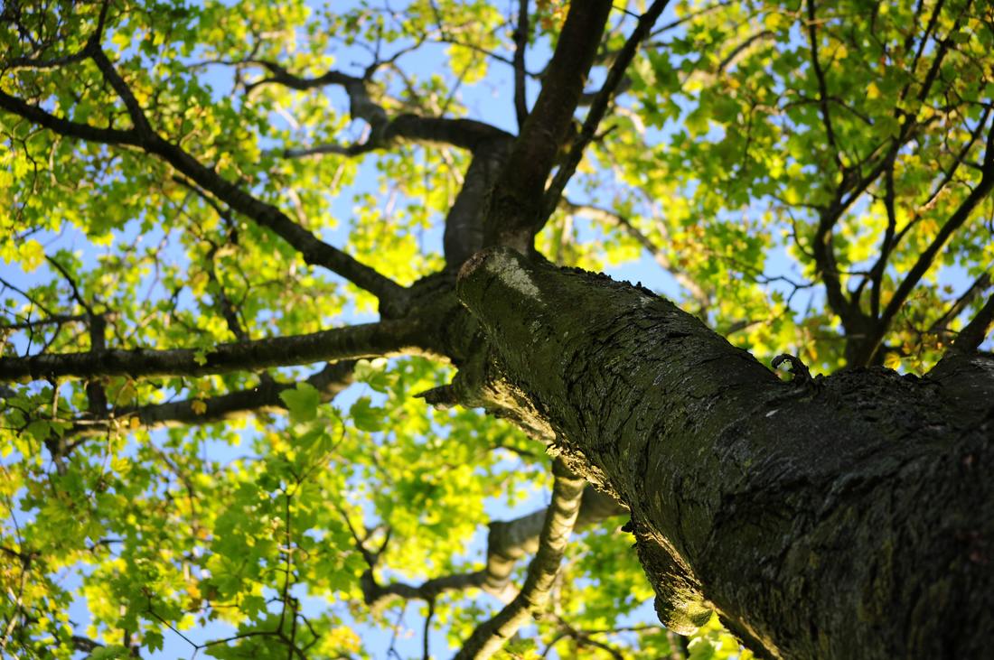 From Fines to Lawsuits: How Your DIY Pruning Might Violate HOA CC&Rs
