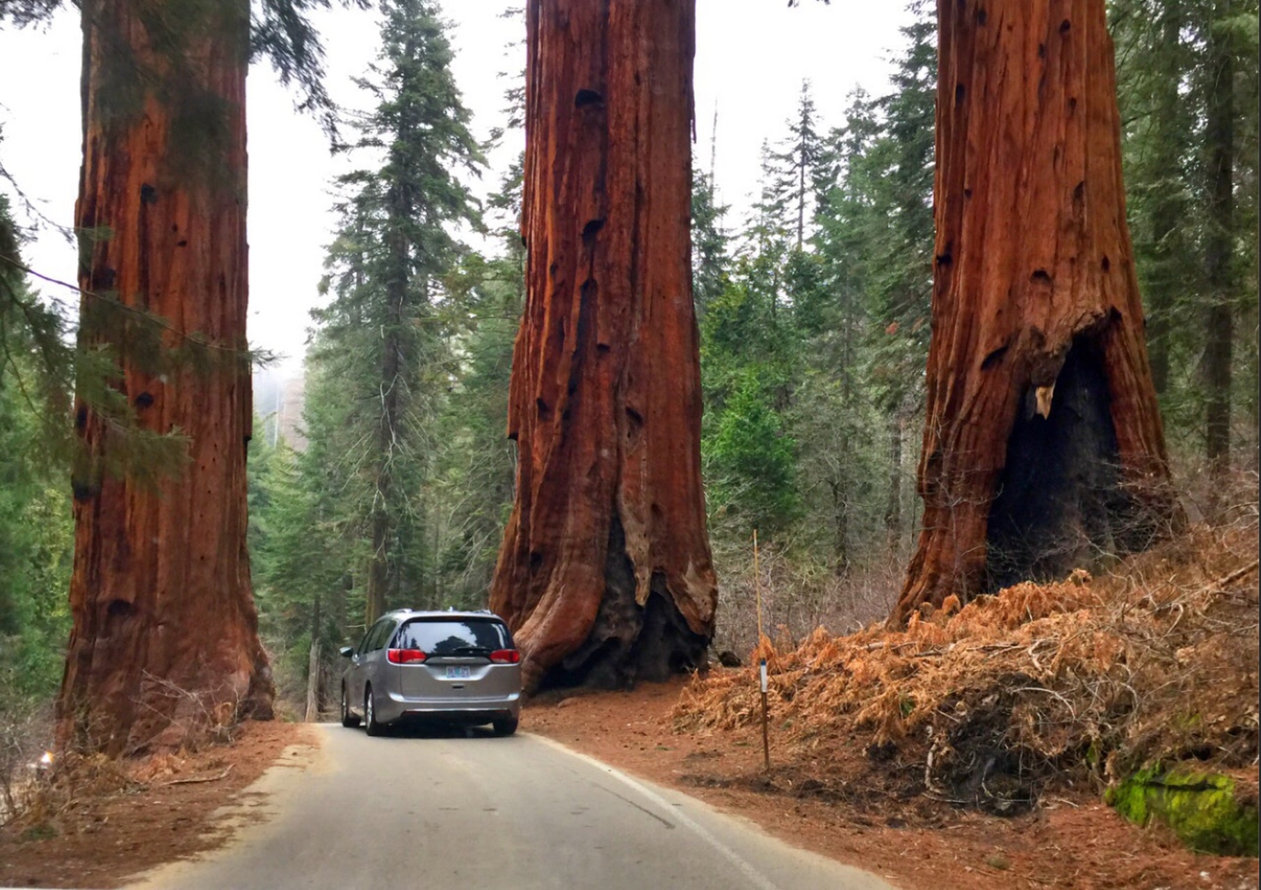 Pole Saw: Safe & Legal Redwood Pruning Guide in California