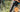 2-in-1 6inch Pole Saw for Women: Complete Gardening Guide