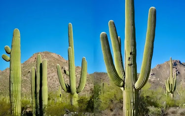 Chainsaw: Legal Use for Cactus Trimming & Removal in Arizona
