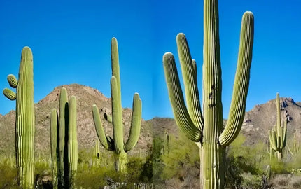 Chainsaw: Legal Use for Cactus Trimming & Removal in Arizona