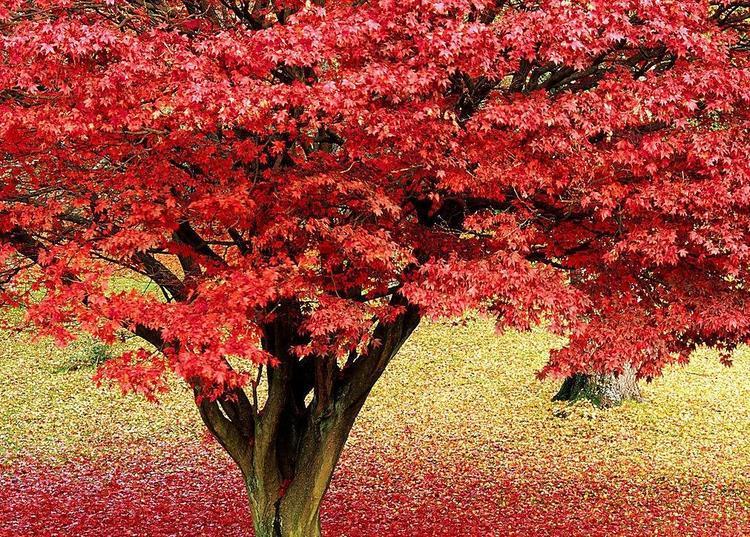 Japanese Maple Care: Avoid These 3 Mistakes That Can Kill Your Tree in 3 Years